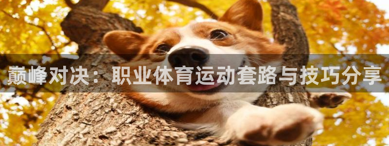 Top1体育模拟器：巅峰对决：职业体育运动套路与技巧分享